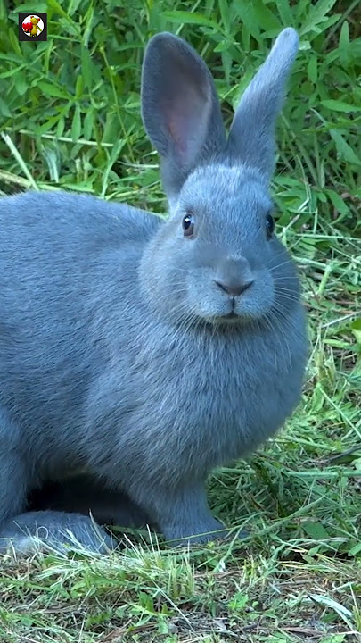 Rabbit sounds