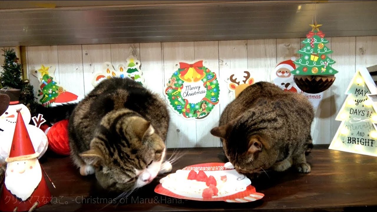 クリスマスなねこ Christmas Of Maru Hana Youtube