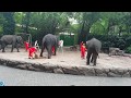 हाथी जब कूदा लड़की के ऊपर से, Amazing Elephant  show in Bangkok