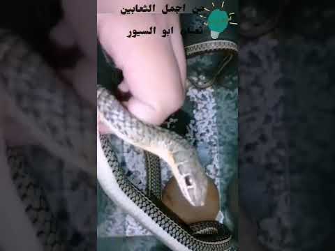 اكبر ثعبان من فصيلة ابو السيور ثعبان حجمه نادر جدا