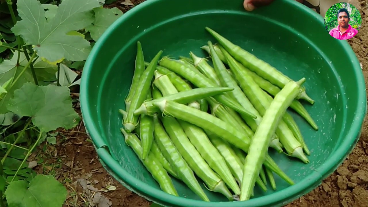 Cultivation of okra YouTube