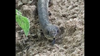 Snake Whisperer - Western Coachwhip by TexasReptileZoo 1,260 views 5 years ago 4 minutes, 45 seconds