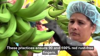 Management of red rust thrips on bananas