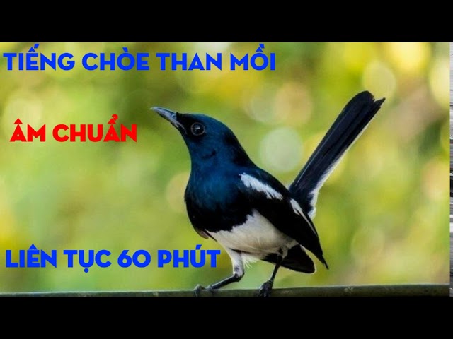 tiếng chòe than mồi mp3 60 phút class=