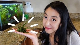 How to Cycle a Tank with Live Plants | Part 2 Cycling Experiments