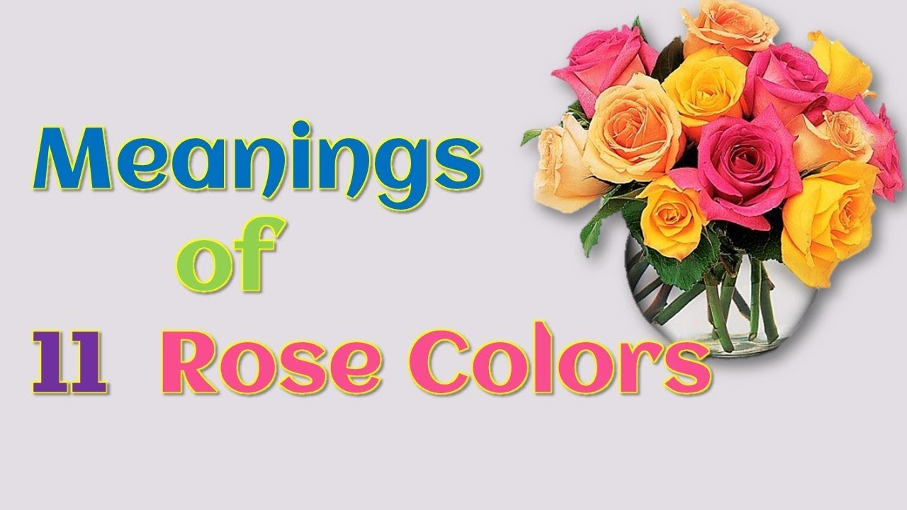 Listen a nice tune and know The Real Meanings Behind 11 Rose Colors ...
