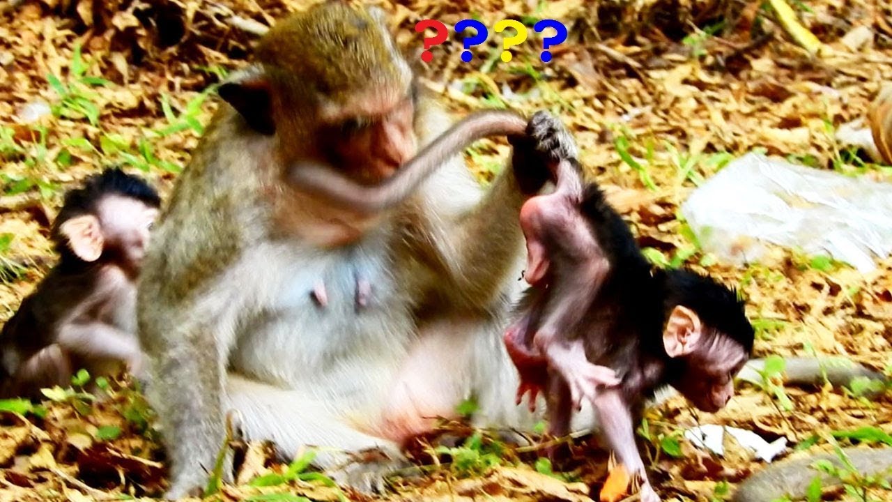 congratulations mgmt Congratulation Caci Got Male baby_Babey Very Cute Cute, His Name Cacino