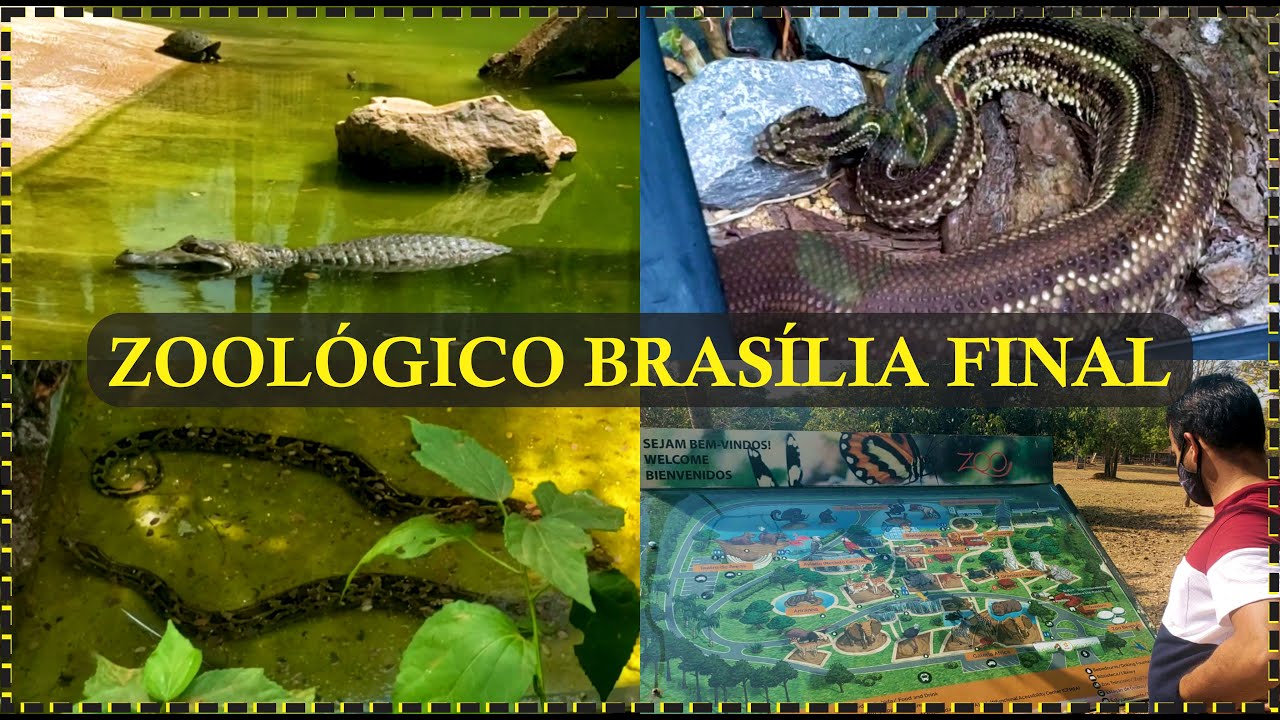 ZOOLÓGICO DE BRASÍLIA - FINAL - Variedades de cobras 🐍 umas que nunca vi 😱