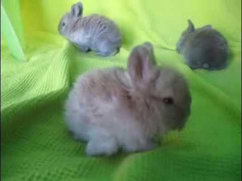English Angora Baby Bunnies - YouTube
