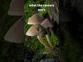 what the camera see's