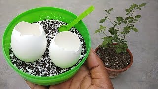 Best Homemade NPK fertilizer for plants using tea leaves and eggshells