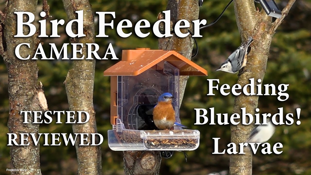 The Best Bird Feeders for Beginners who want to SEE the Birds, Camera  Feeder by Wasserstein, 