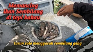 MEMANCING IKAN SEMBILANG DI TEPIAN BAKAU. MENGGASAK GENG. 