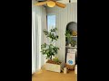 One tree and one formula even lazy people can cultivate luxury indoor plants green plants daehil sto