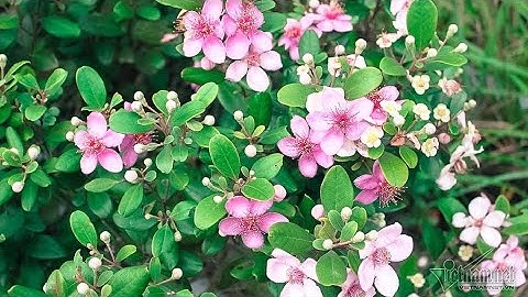 Chia sẻ cách giâm cây SIM đánh từ rừng về | THU QUẾ FARM