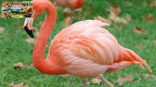Flamingo som e curiosidades