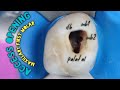 Access Opening of Maxillary First Molar | how to easily locate Mesiobuccal Canals (mb1 & mb2)