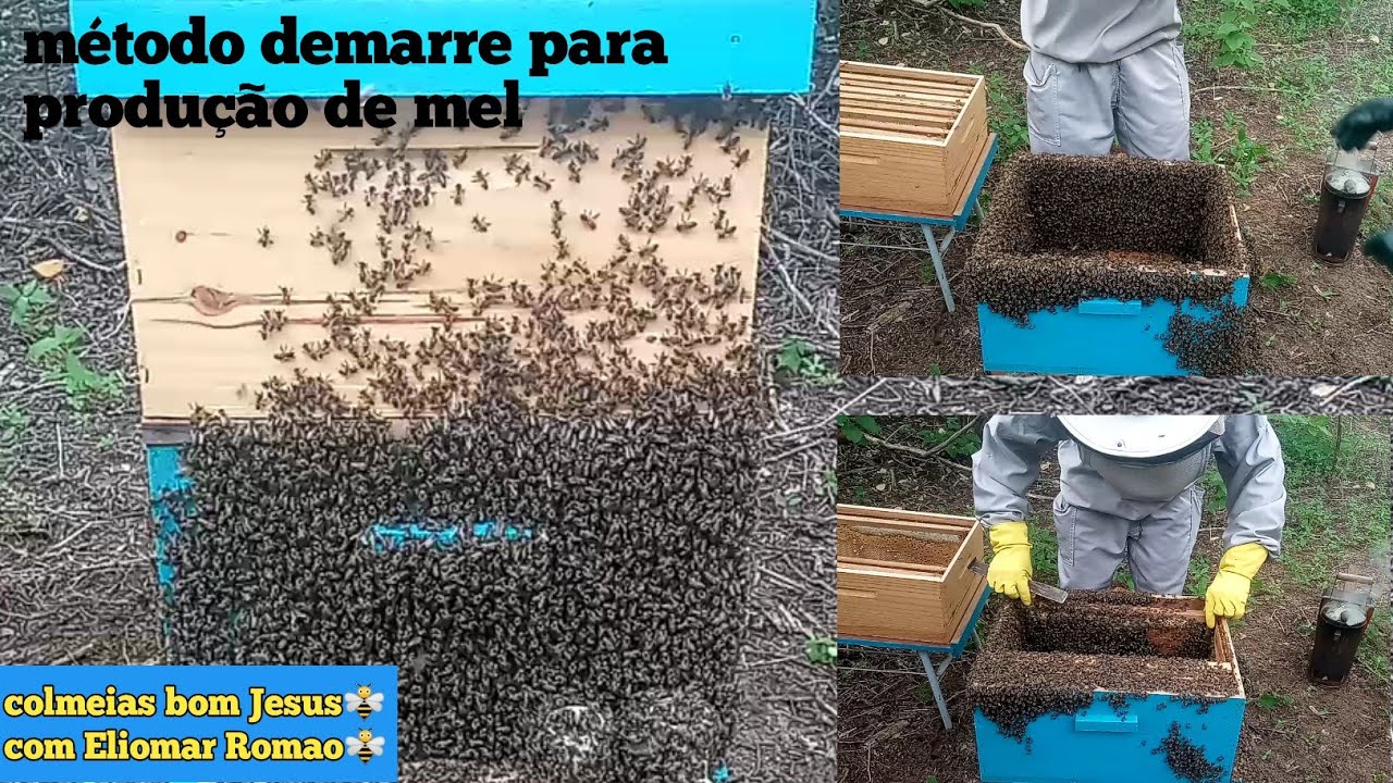 Demarre para aumentar a produção de mel.