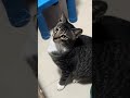 Look what she doing#shortvideo #catmoments #catvideos
