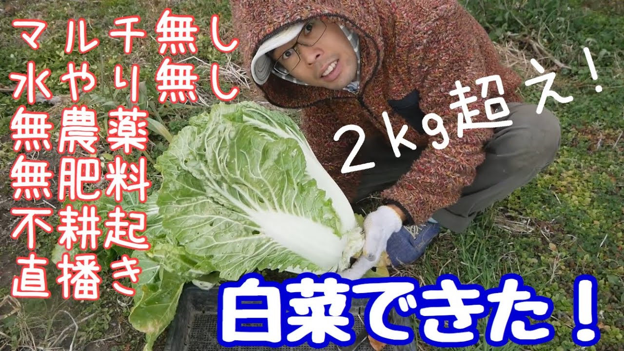 白菜 ネギ 人参 大根の収穫 自然農の冬野菜 Natural Farming 年1月13日 Youtube