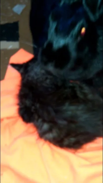 Lucky the rabbit grooming her baby kitten plz dnt ...