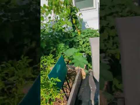 Harvest after weekend getaway and rain