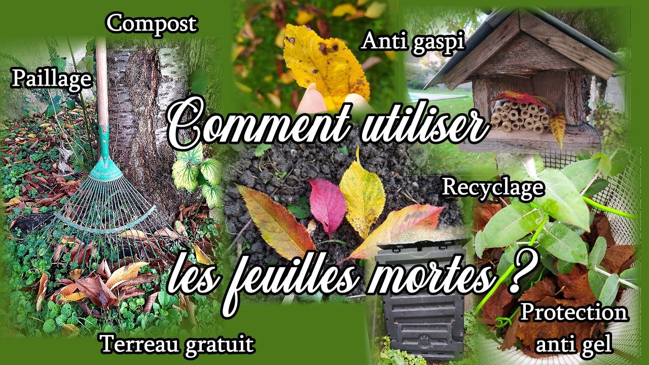 Faire son terreau de feuilles mortes - Le potager permacole