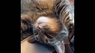 Кот Уснул На Ноутбуке