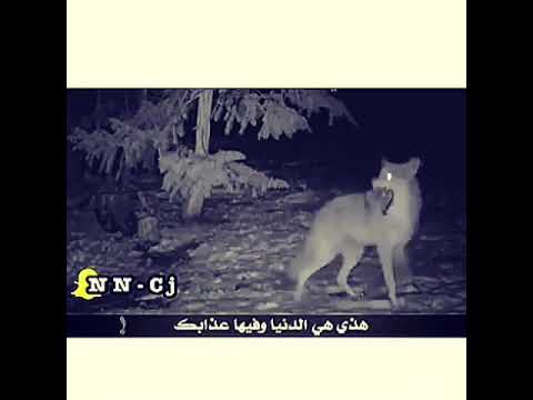 يادنيا كفايه