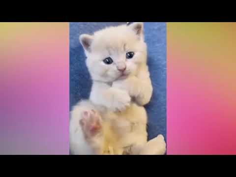 Смешные Коты и Котята.Самые милые котики. Приколы с котами. Красиво, но не очень.