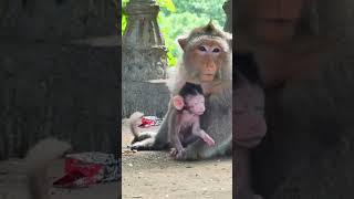 Macaque baby monkey stays awesomely with old Mom 080 #shorts