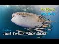 Hand Feeding Whale Sharks on Derawan Island [4K] | Indonesia from Below (S01E08) | SZtv