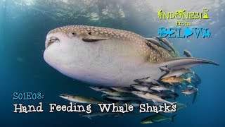 Hand Feeding Whale Sharks on Derawan Island [4K] | Indonesia from Below (S01E08) | SZtv