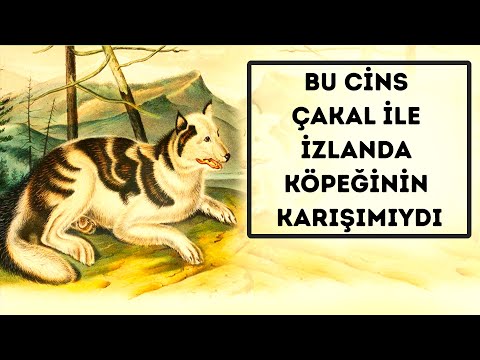 Video: Artık Varolmayan 7 Büyüleyici Köpek Irkları