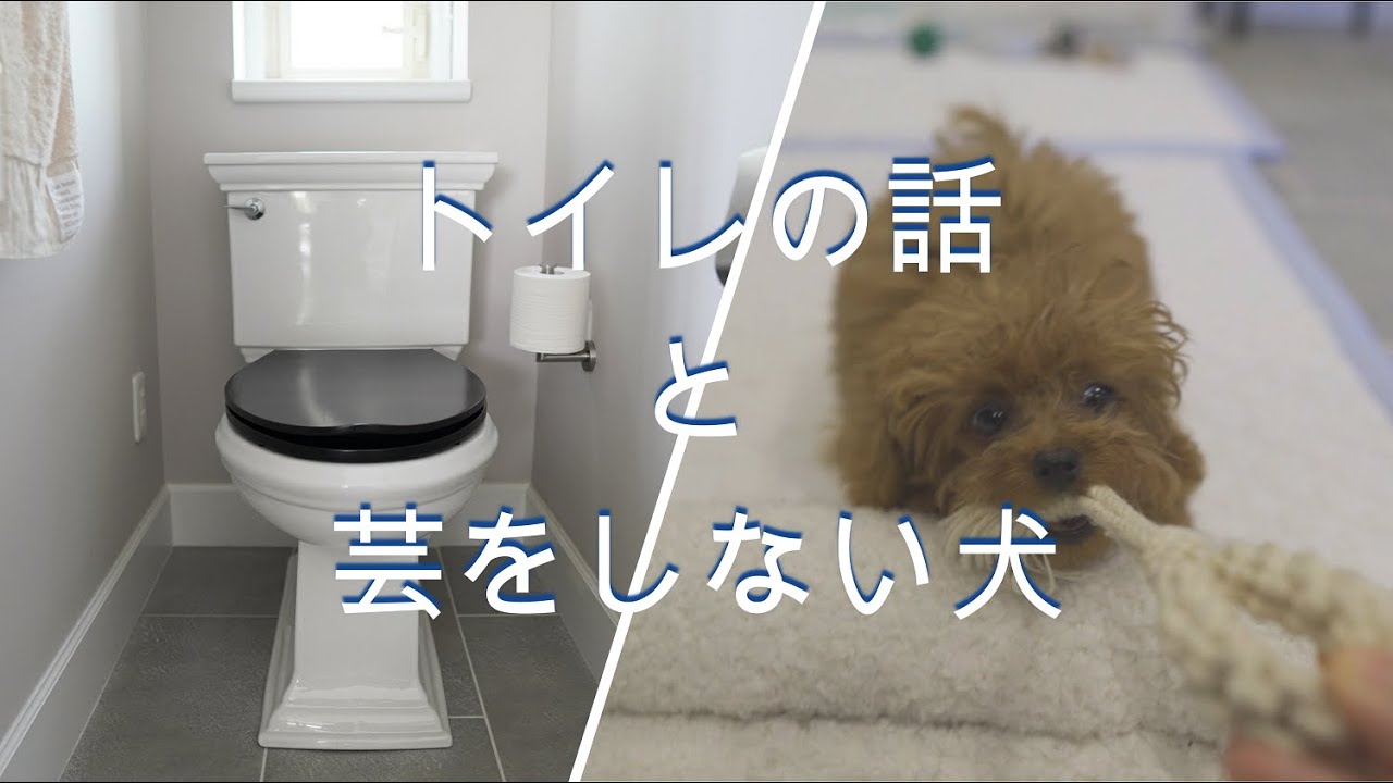 【トイレの話】【芸をしない犬】【ティーカッププードル】感動トイレ掃除/ぽんちゃん芸を覚えず YouTube