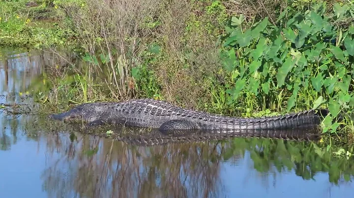 American Alligator with Unbelievable Long Tail Sle...