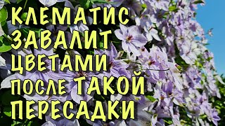 видео: Пересадите ТАК КЛЕМАТИС и он ЗАВАЛИТ ЦВЕТАМИ картинка: Пересадите ТАК КЛЕМАТИС и он ЗАВАЛИТ ЦВЕТАМИ