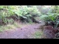 NZ Pig Dog Training School, Joshua Kauta NZ Pig Dog Training School, Joshua Kauta