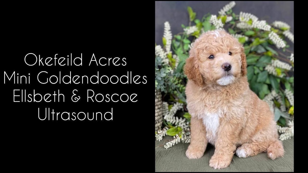 Ellsbeth & Roscoe Litter Ultrasound - Okefeild Acres