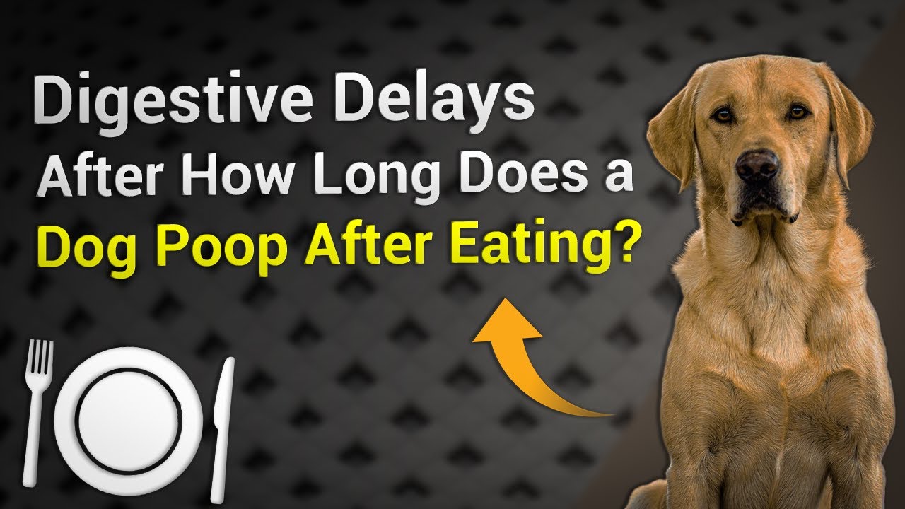 Digestive Delays After How Long Does A Dog Poop After Eating YouTube digestive-delays-after-how-long-does-a-dog-poop-after-eating-youtube