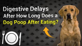 Digestive Delays: After How Long Does a Dog Poop After Eating?