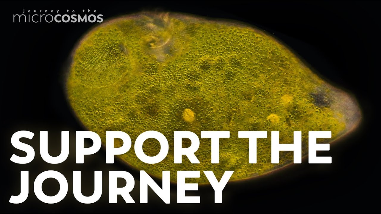 Кадр из трейлера «Journey to the Microcosmos»