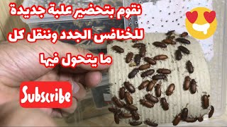 دورة حياة دود القبابي وشرح كيفيةنقله من حافظة لاخرى وبعض المعلومات عن الدود القبابي/لكل مربي القبابي