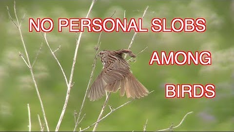 Why Birds Preen: NARRATED
