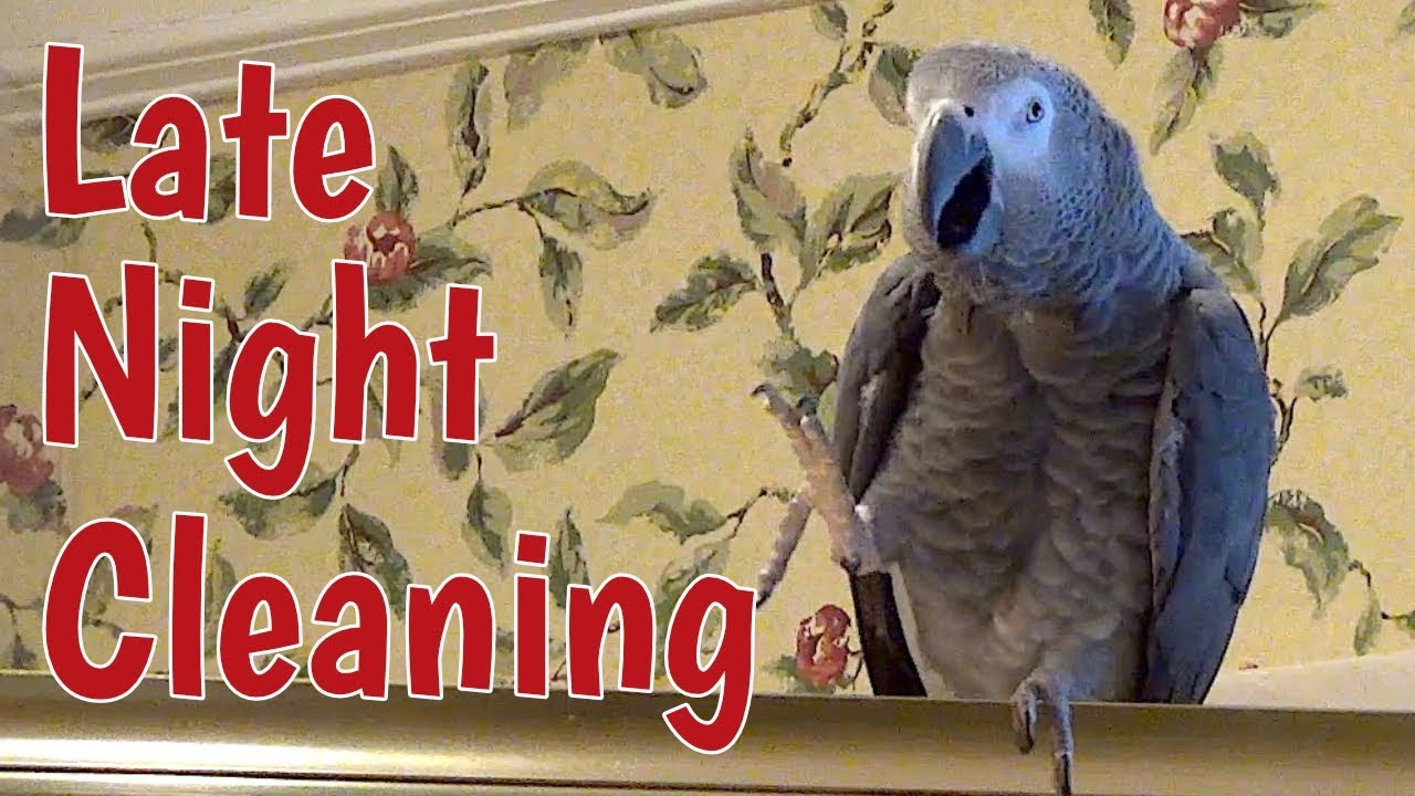 Late night cleaning with Einstein Parrot 