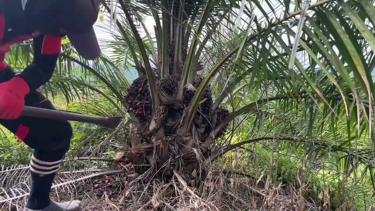 MENUMBAK SAWIT UMUR 2 TAHUN LEBIH