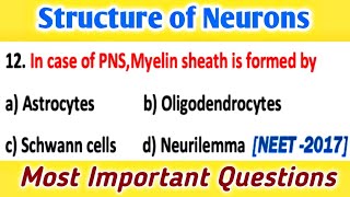 Neurobiology : Structure of Neuron MCQs: Most Important Questions