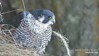 Great Spirit Bluff Falcons   Copulation (explore.org 03 08 2021)