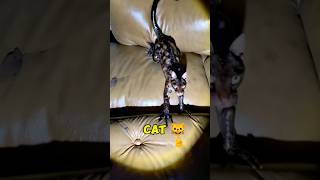 Skinwalker Disguised As Animals