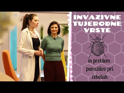 Video: Informacije o rastlini rdeče detelje - kako se znebiti rdeče detelje v dvoriščih